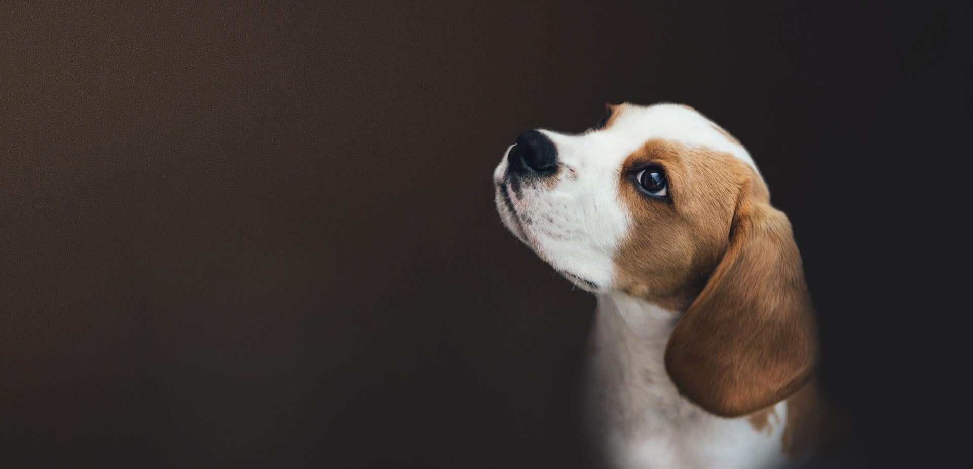 Perro beagle, atención veterinaria a domicilio en Medellín