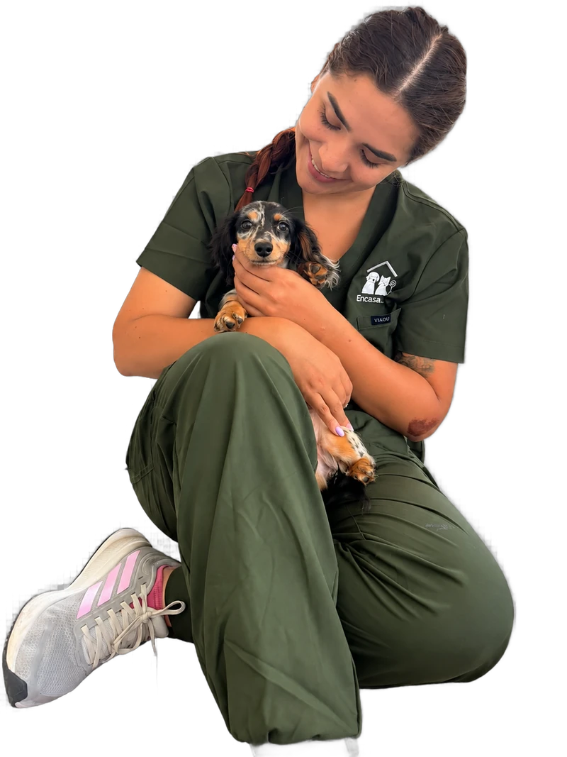 Veterinaria sosteniendo un perro pequeño