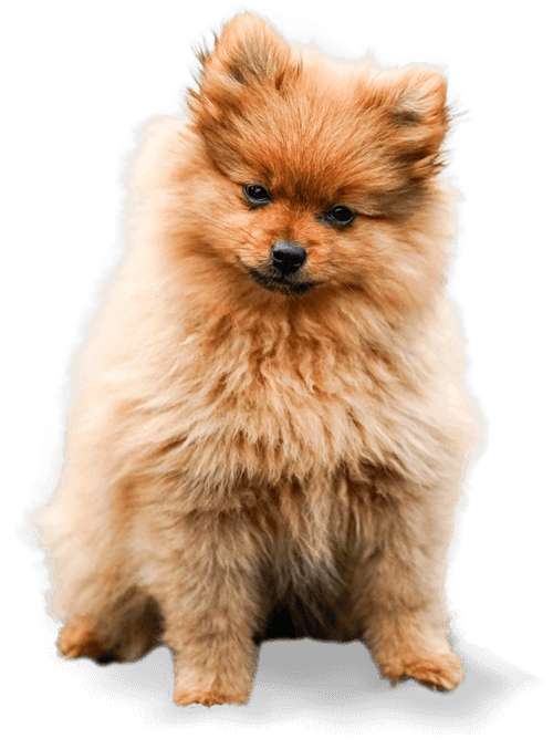 Perro pomerania, atención veterinaria en casa
