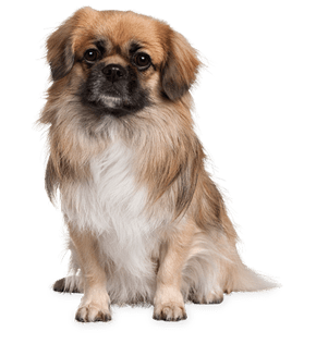 Servicios veterinarios a domicilio en Medellín