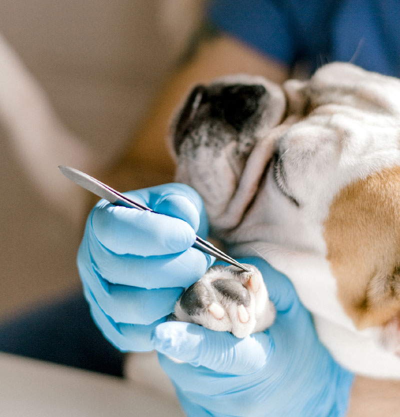 Atención de urgencias veterinarias a domicilio en Medellín